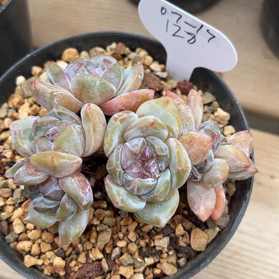 7头绿底油脸10.5公分