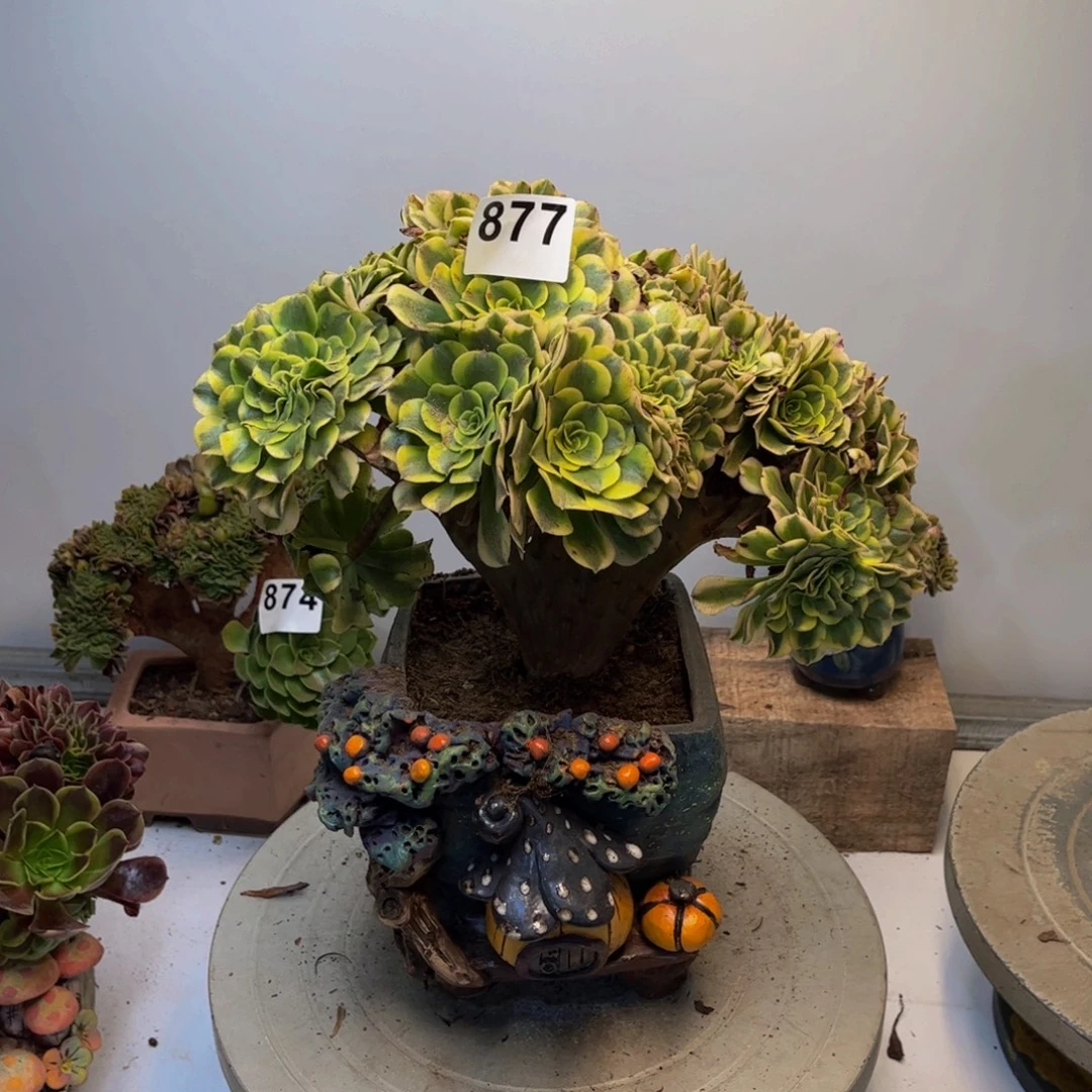 多肉植物绿豆沙缀877