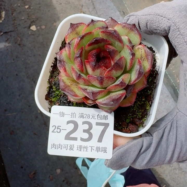 黑果珍妮无盆土发货多