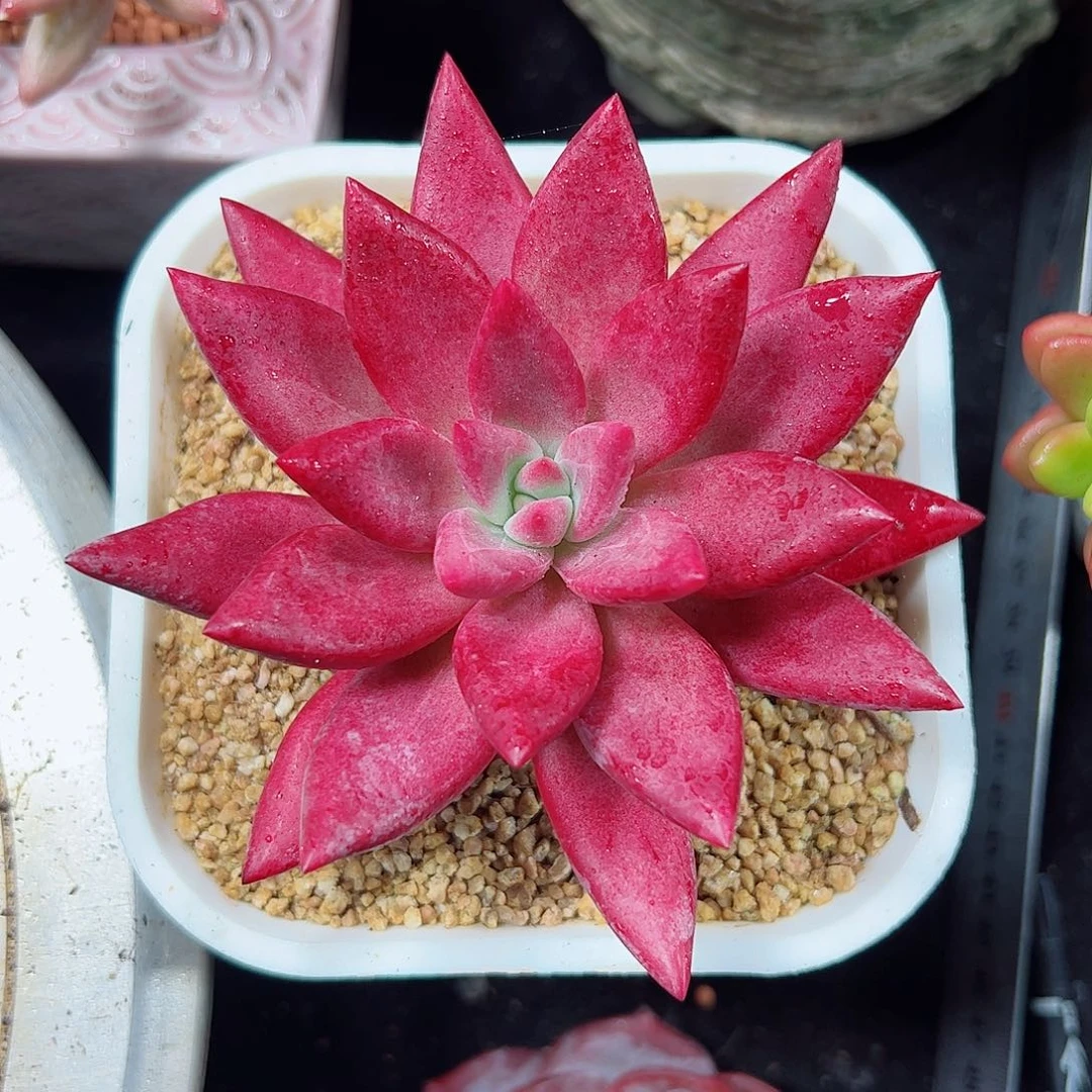 然然精品多肉赫飞鱼