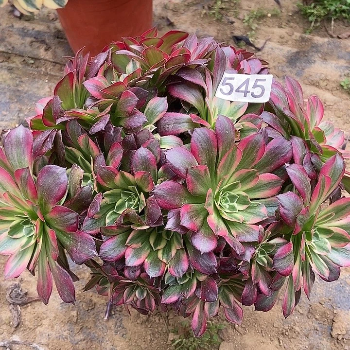 安娜无准头545多肉不包断