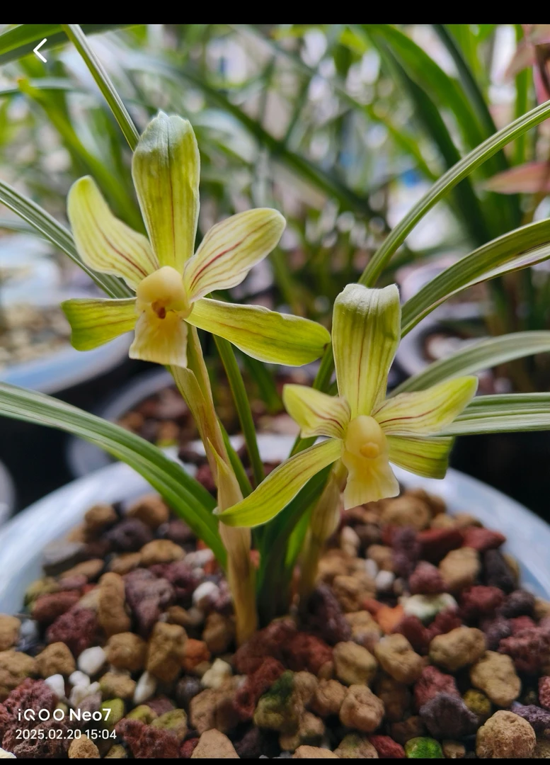 兰花自主下单链接