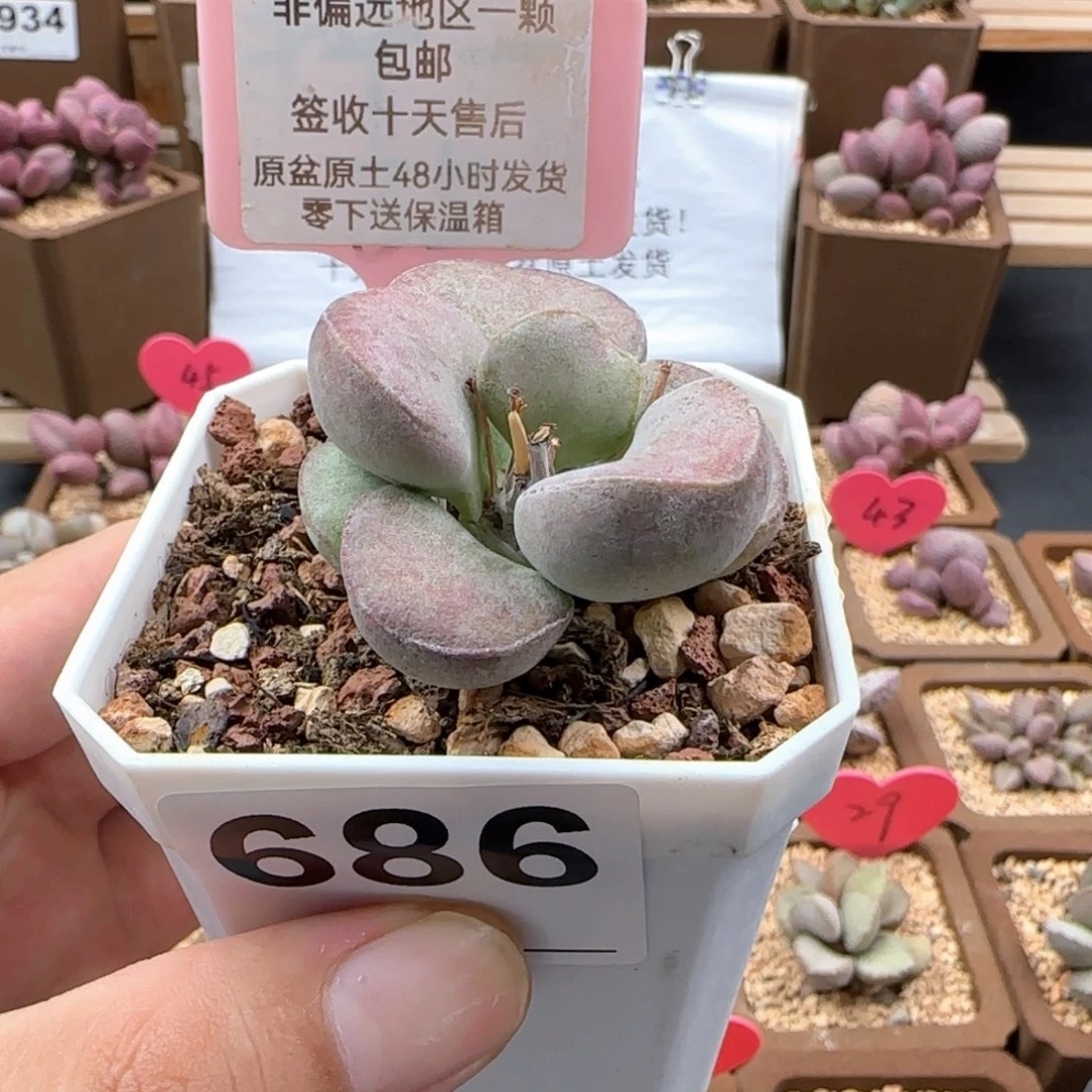 686德系紫蛋多肉植物