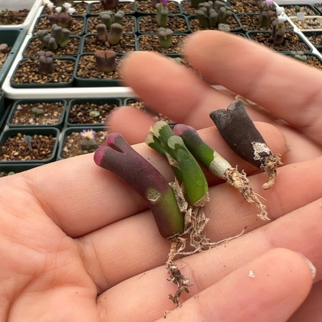 661 好看的多肉冲冲冲