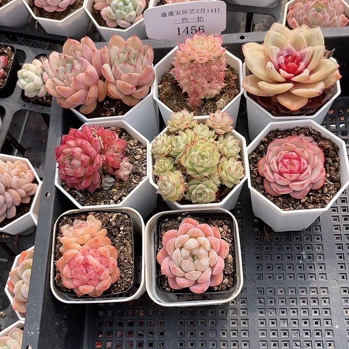 薇薇安园艺多肉1456