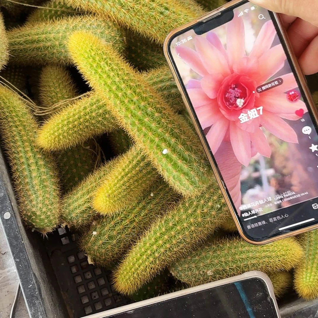 金妞7号侧牙20包邮5