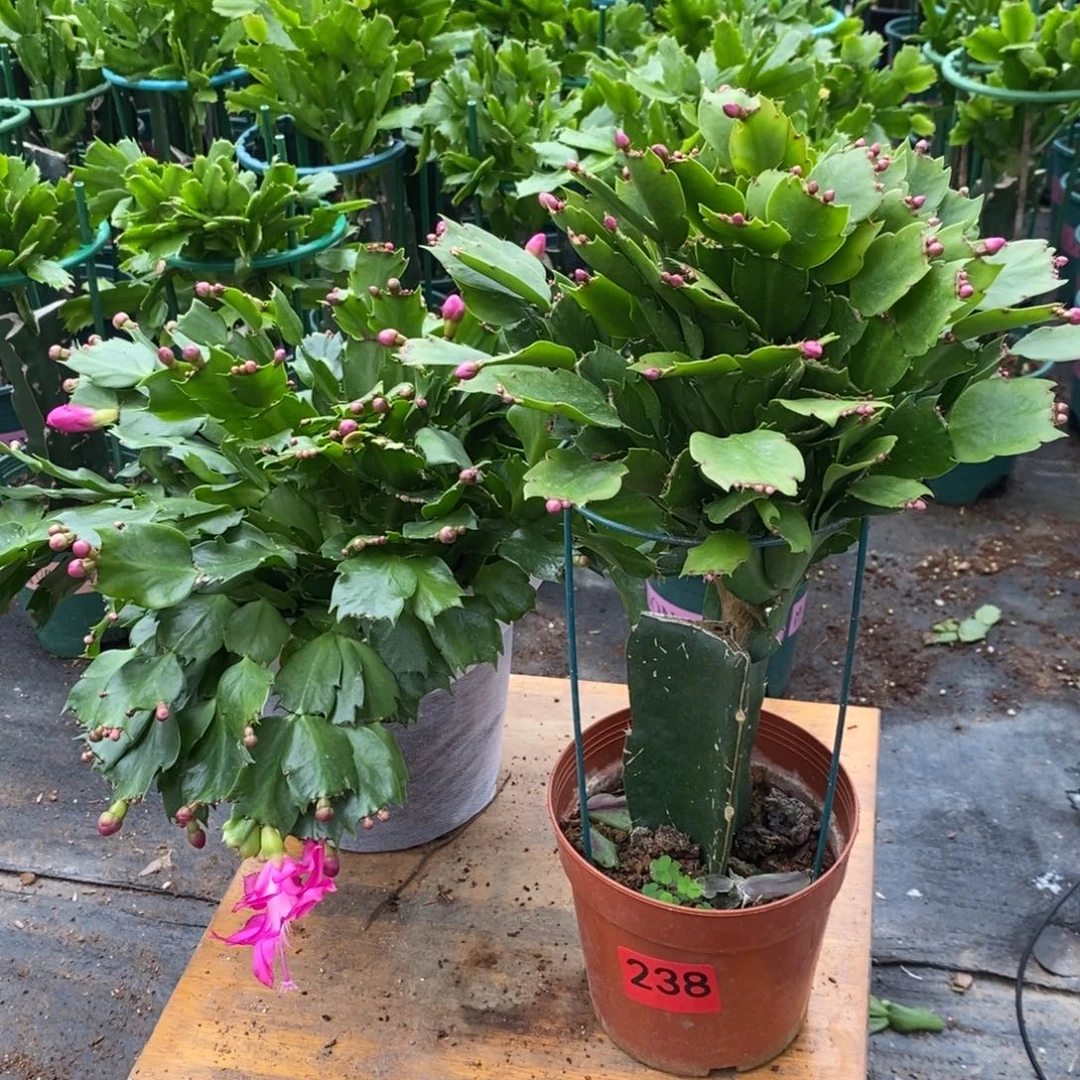 完全开放238嫁接砂轮