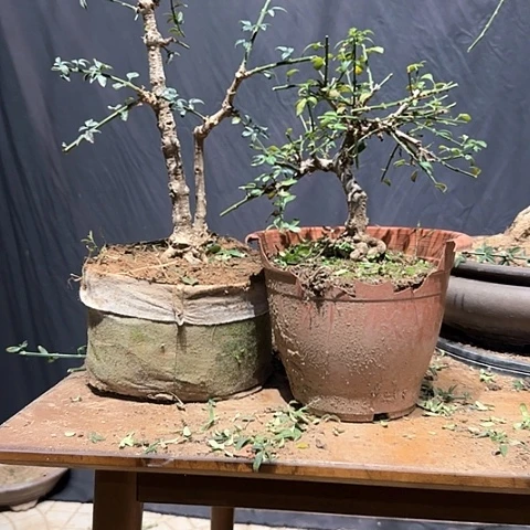 新***修当前无花栽培后可以开花