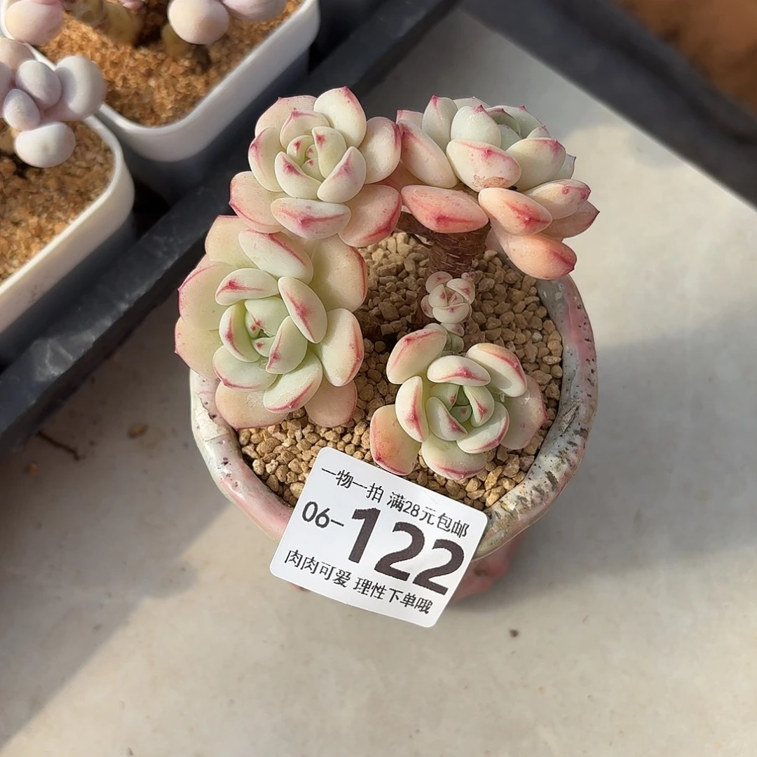 白底香草无盆土发货无盆