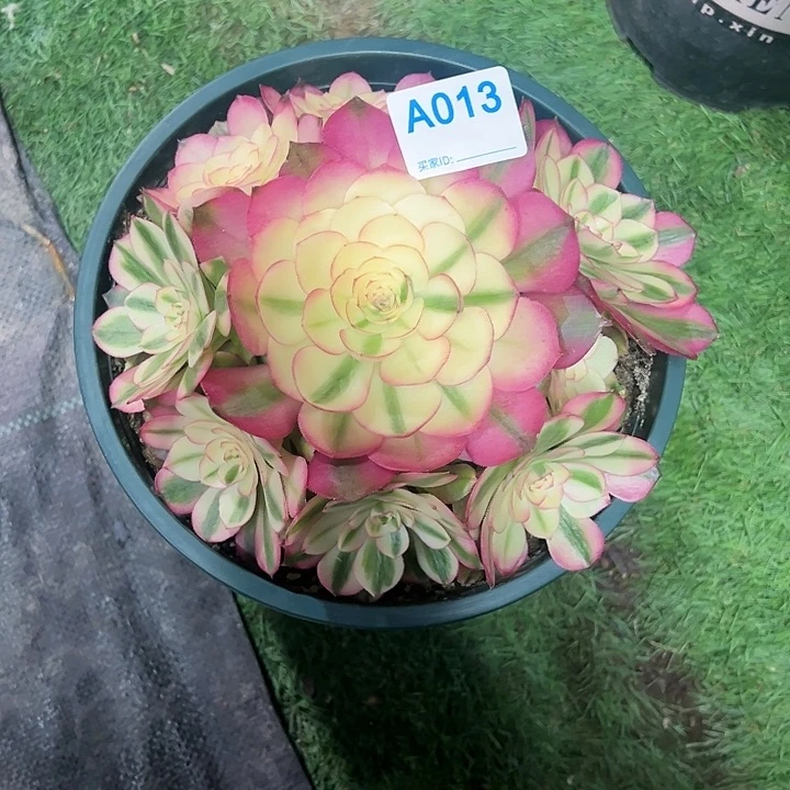 013荔枝多肉植物