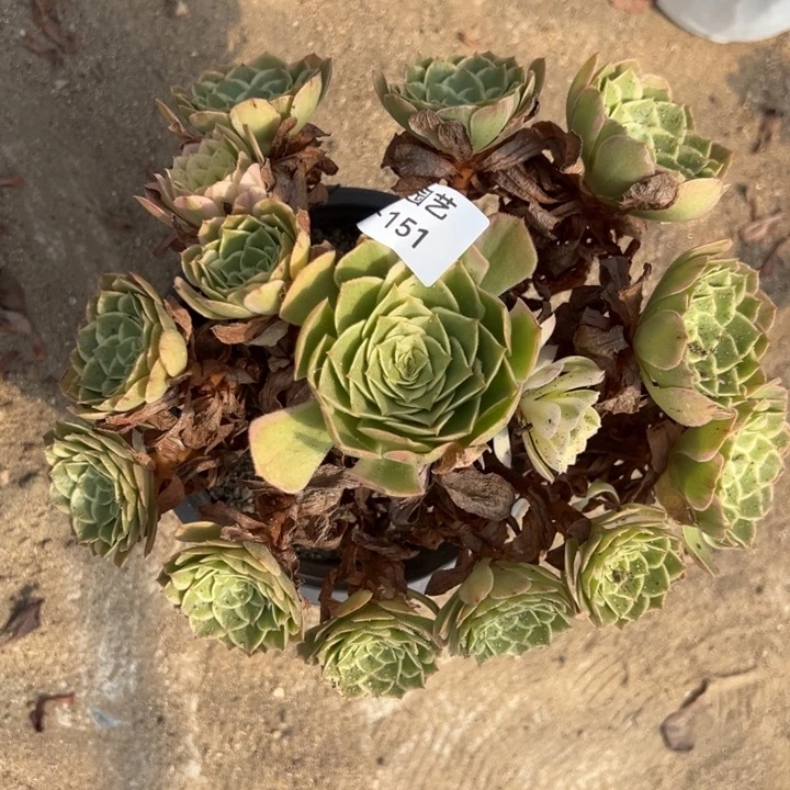 海王手捧多肉植物151