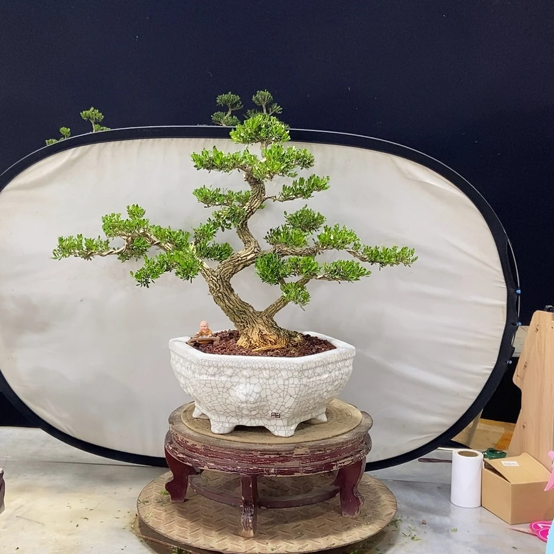 当前无花朵，栽培后可花朵