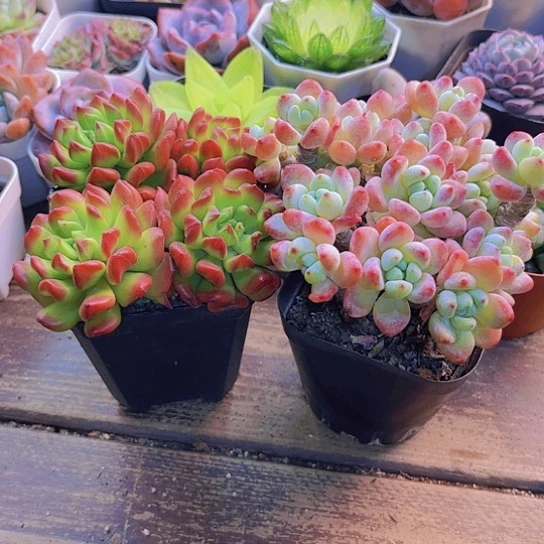 红灯笼。罗琦➕土1包