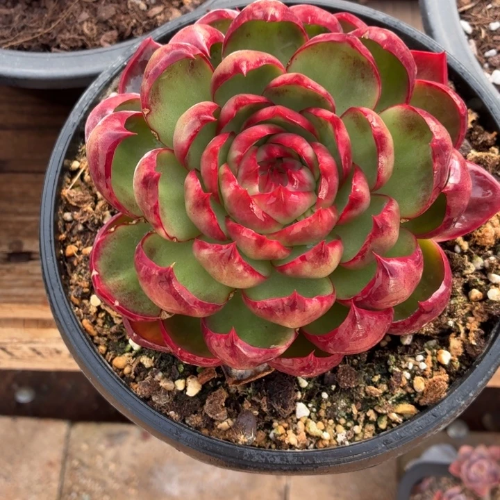 ****花多肉植物惊鸿仙子