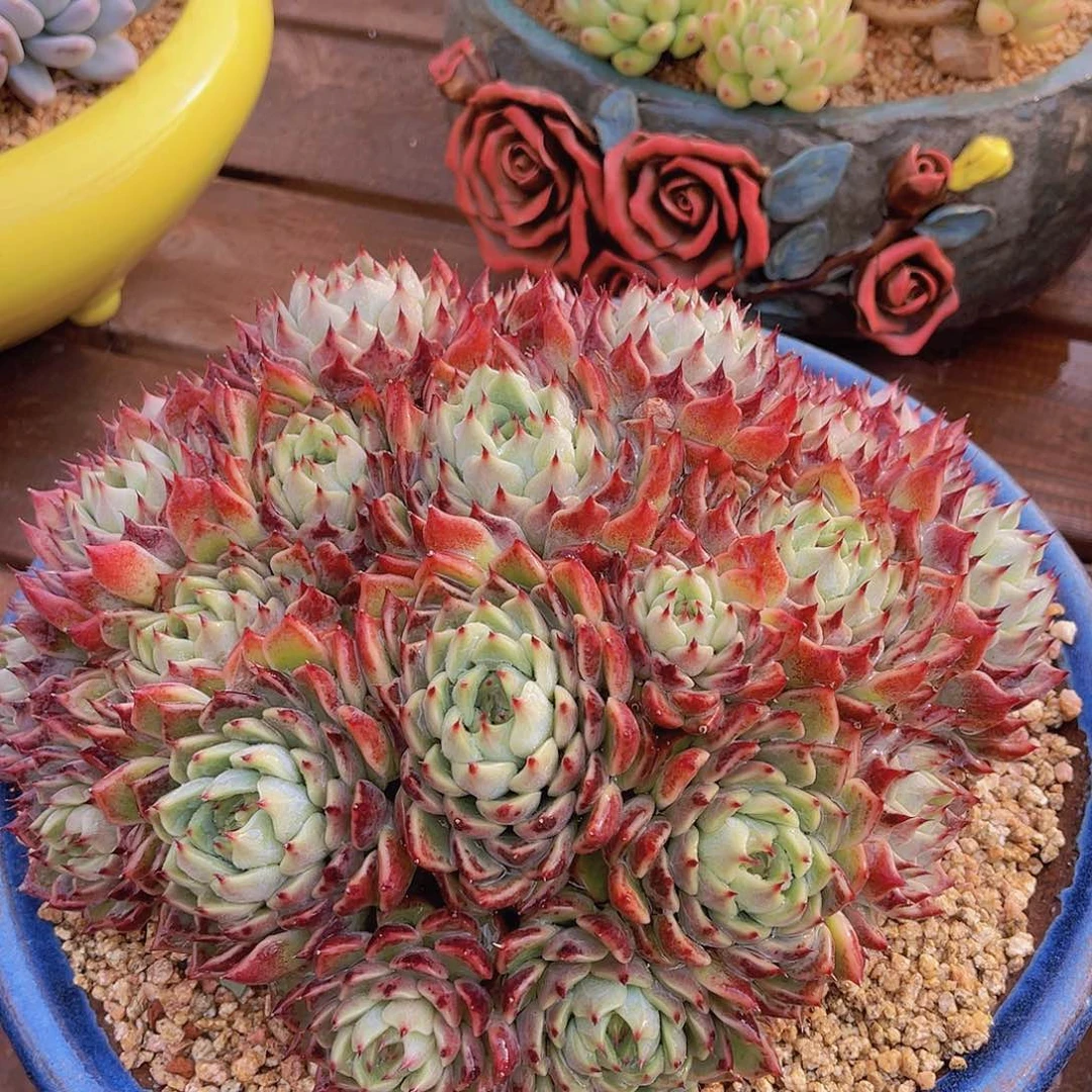 ?*然多肉杂交不带盆安