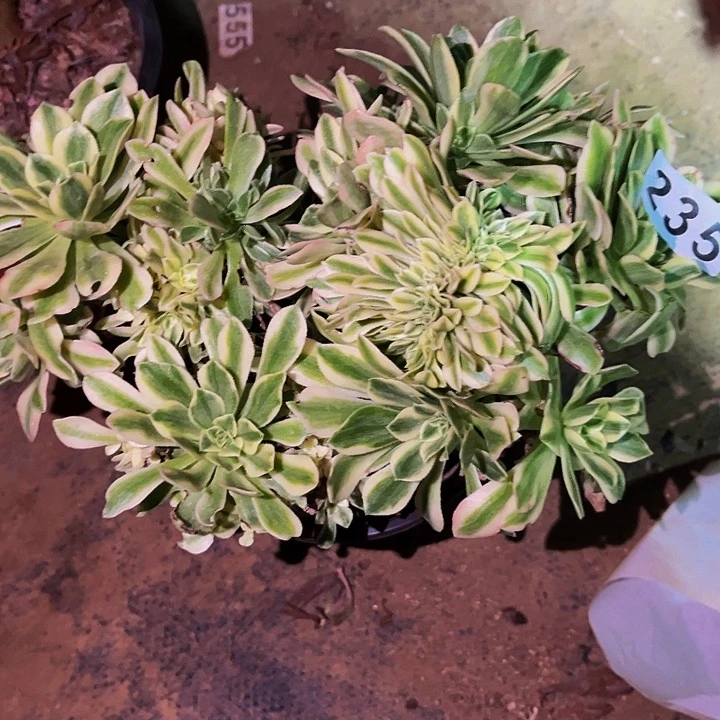 235迈巴赫多肉植物处理不售后缀化砍头