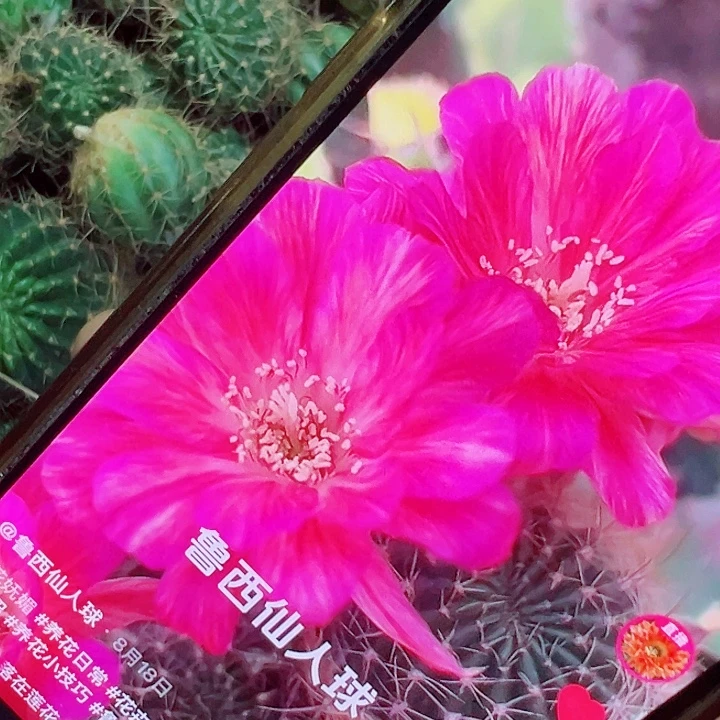 丽花 妩媚 侧芽 满20 包邮