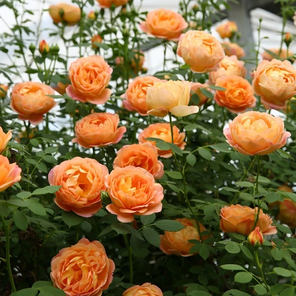 【夏洛特夫人】藤本月季当年开花月季花苗植物