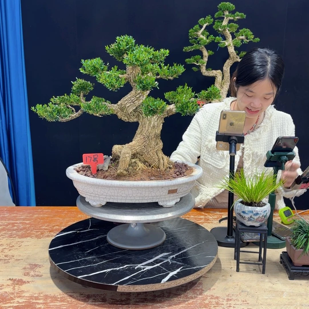 黄杨室内室外好养