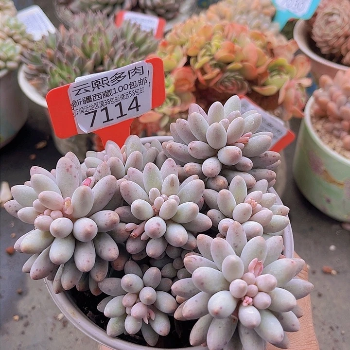 7114婴儿手指。