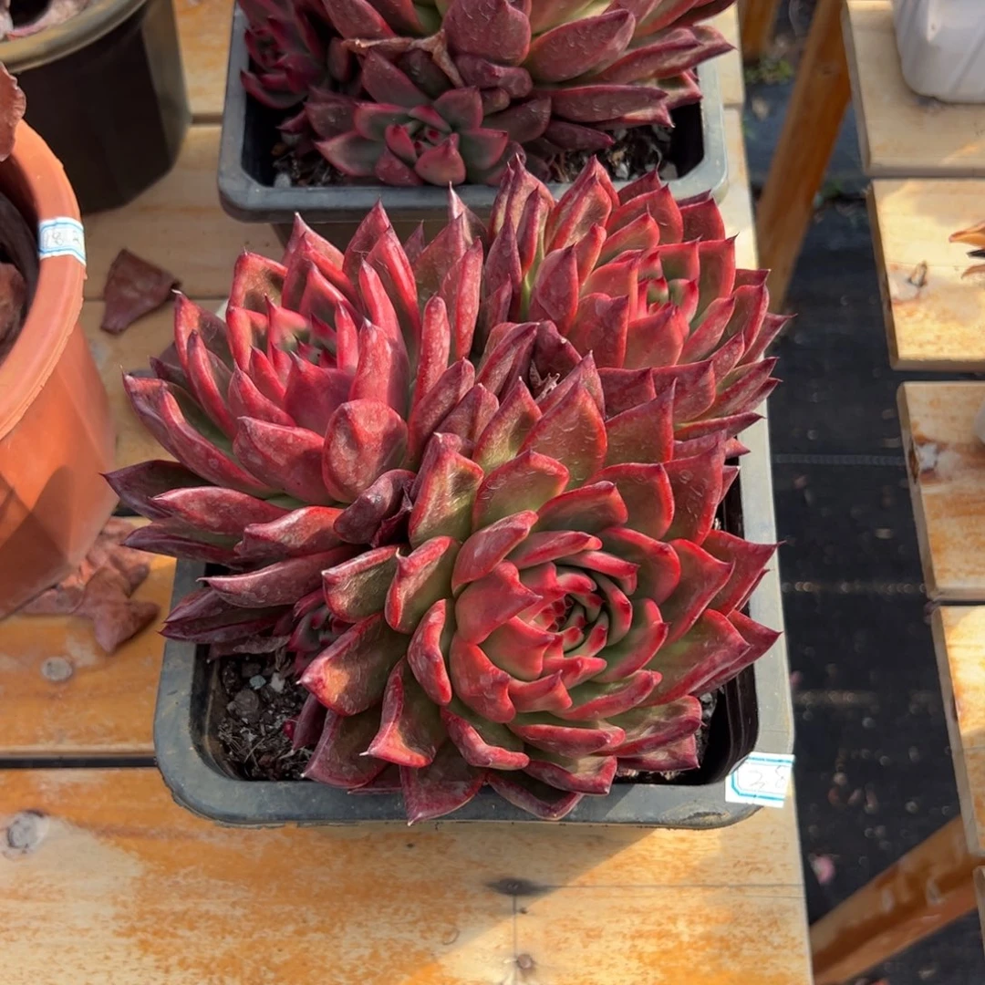 多肉多头粉钻【非偏远满18包邮】