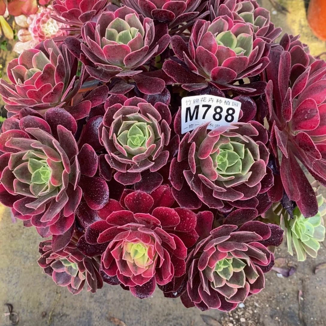 788金丝雀嫩桩桩