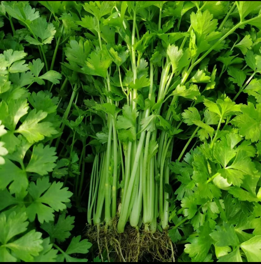 芹菜农家新鲜小香芹山泉水浇灌芹菜新鲜时令蔬菜时令蔬菜