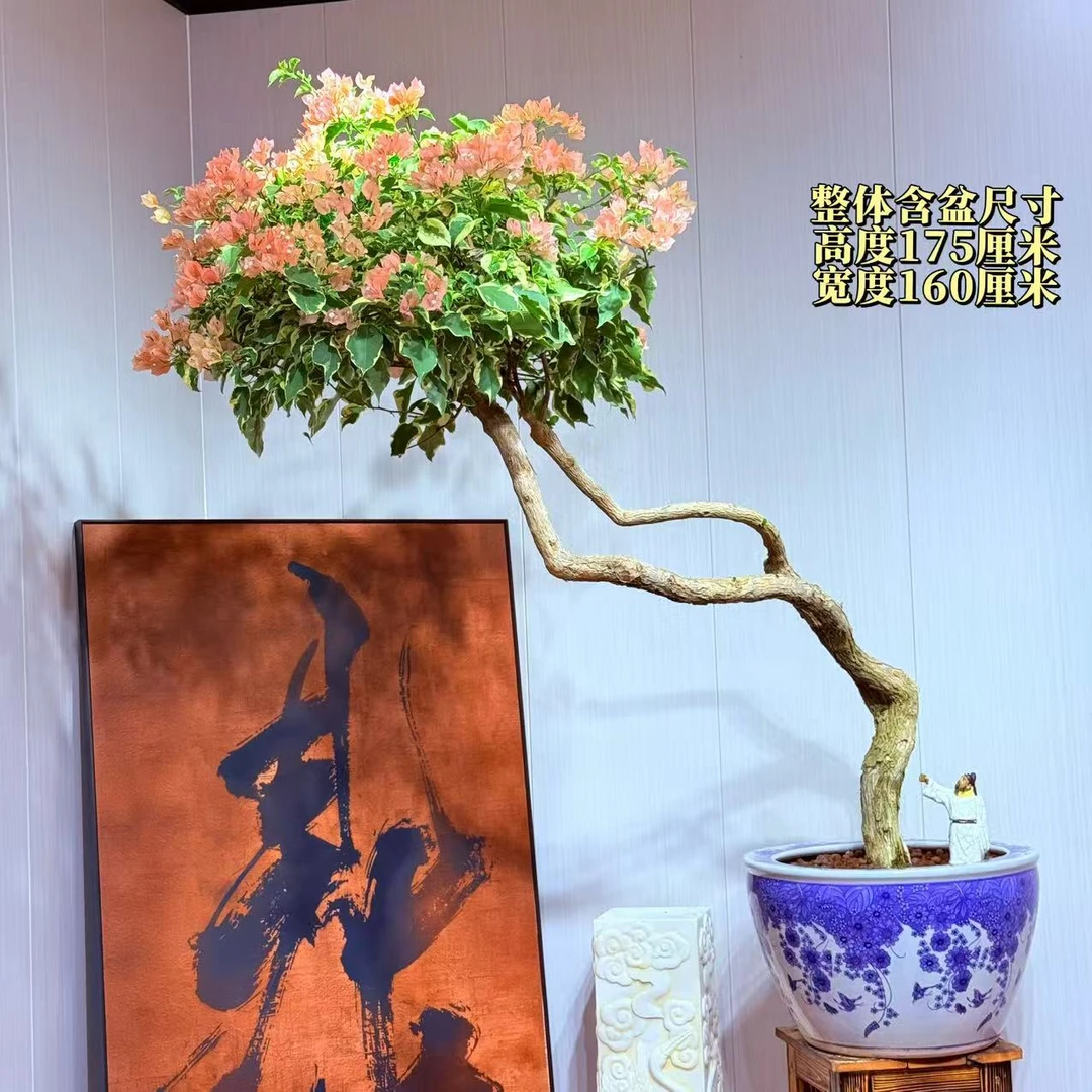 【楠山园艺】金边马斯老桩精品三角梅盆景
