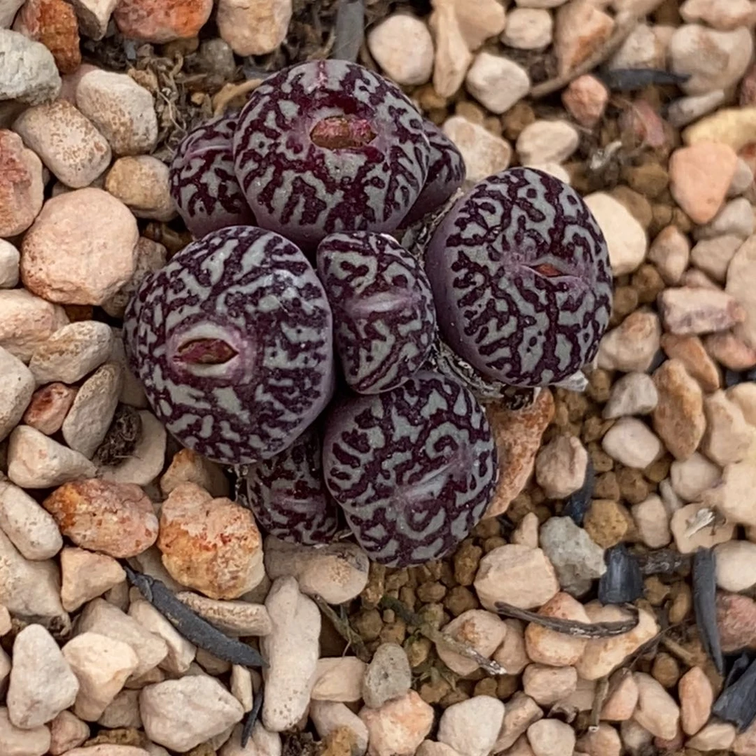 墨小锥墨小锥墨小锥