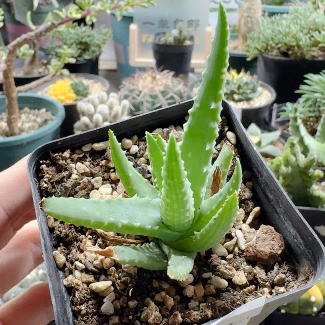 44深海阎王芦荟脱土发货
