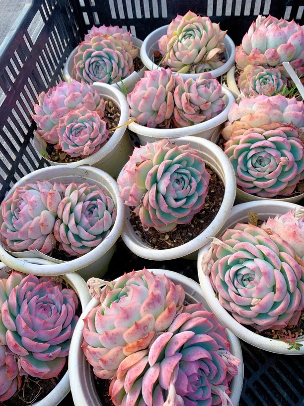 侧影双头多肉植物