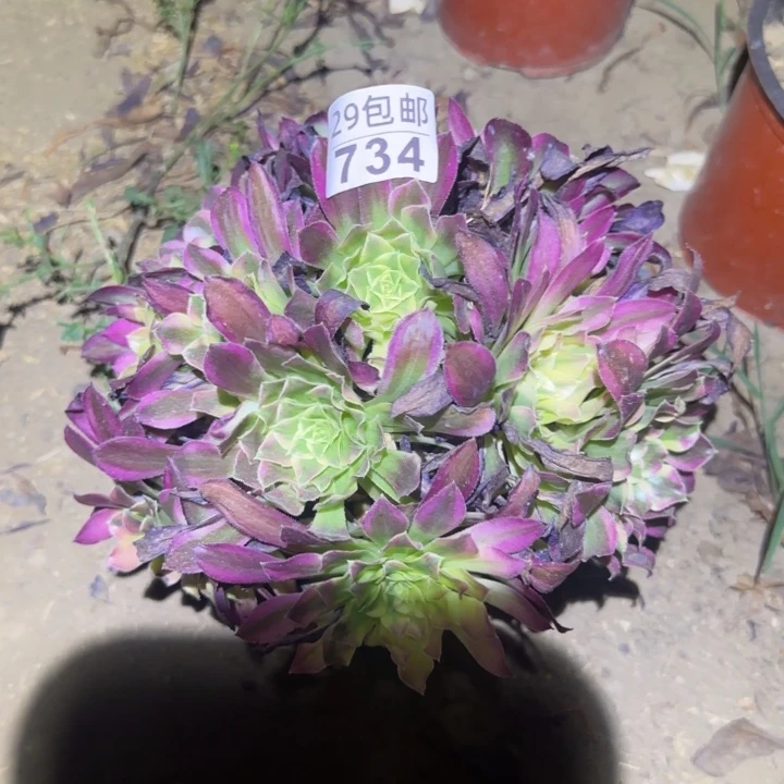 天合……不包断枝……