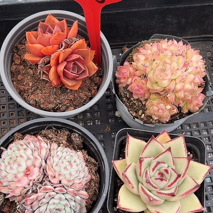 二号框  福利多多