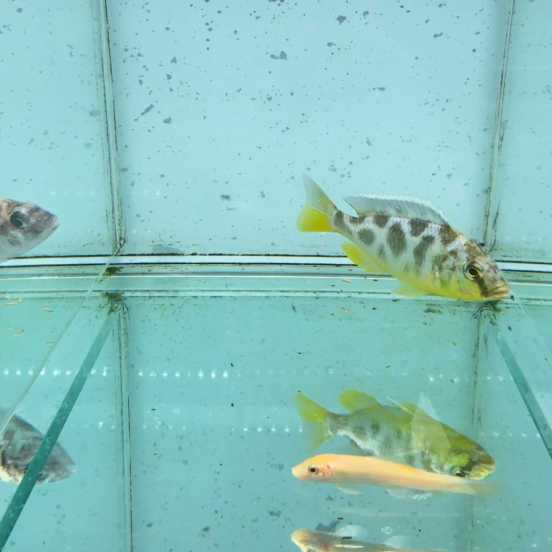 阿***菜海水维纳斯1016。