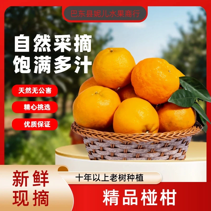 湖北巴东三峡库区老树椪柑芦柑