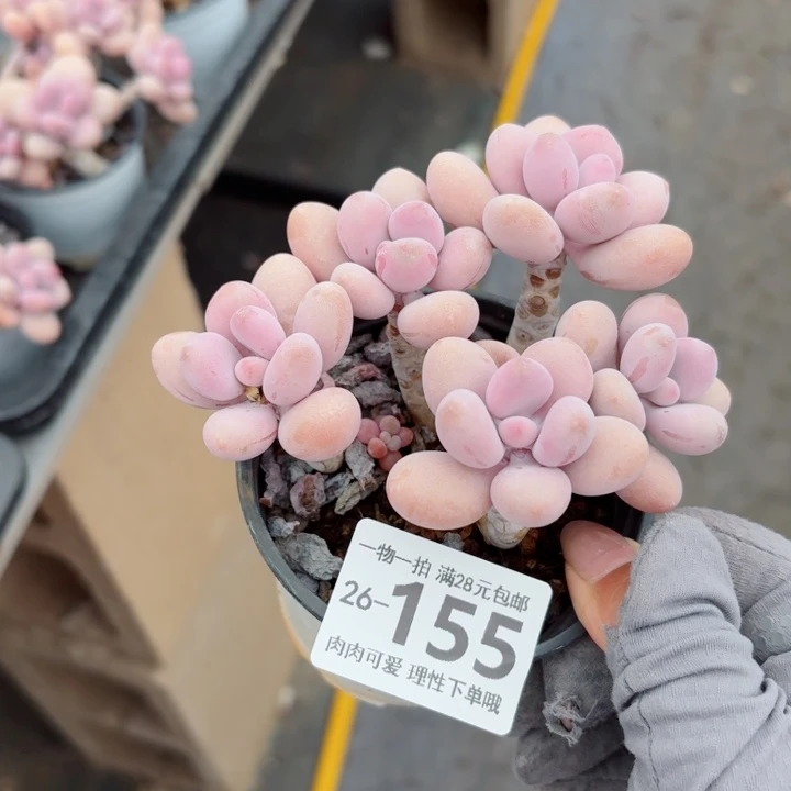 桃蛋无盆土发货多肉