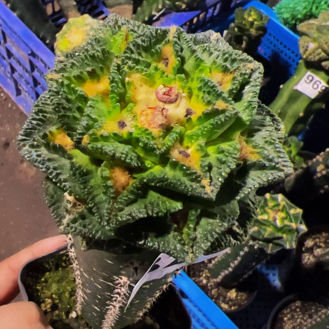 无花朵福利隔尤辛顿牡丹820