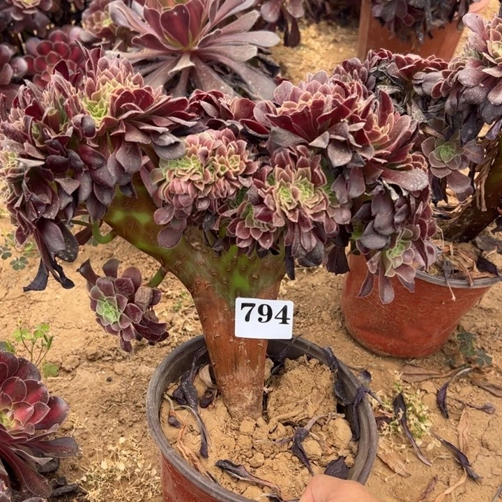 欧缀多肉植物794.
