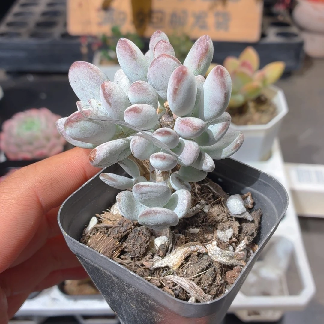 乒乓福娘多肉9.9包邮发货