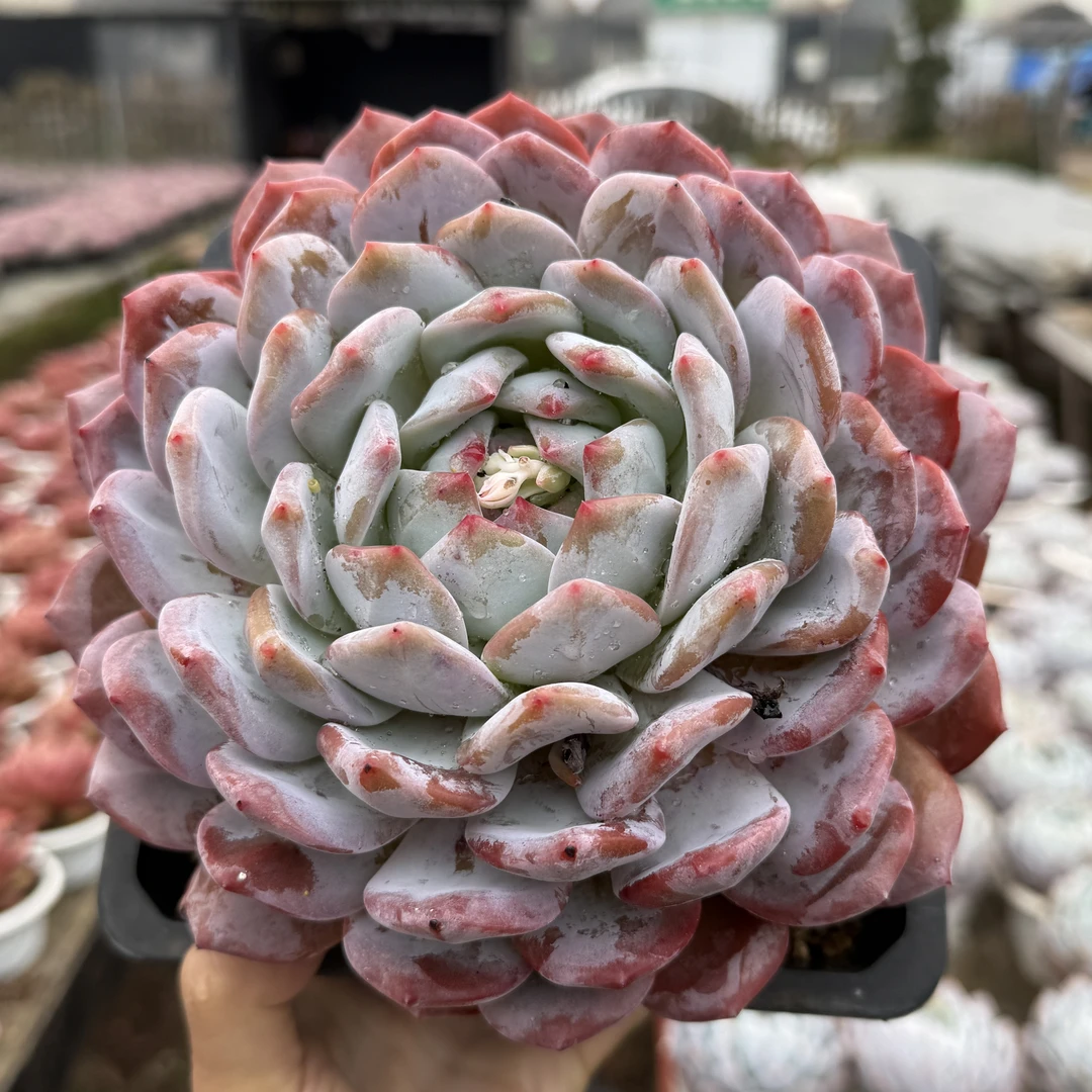 精品橙梦露多肉植物多肉盆栽好养好看