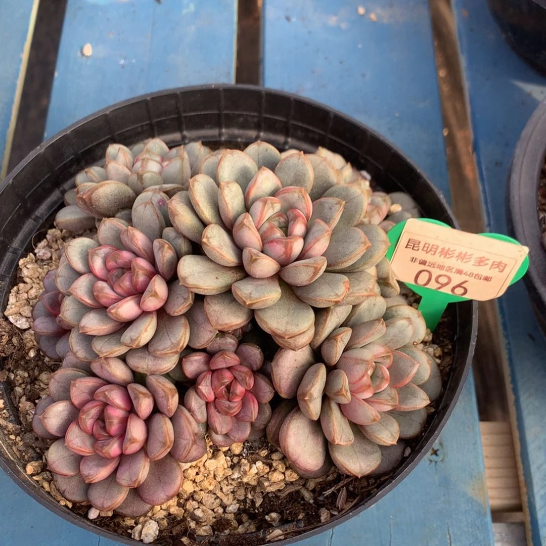 悦*果葡萄老桩无砍寄养096