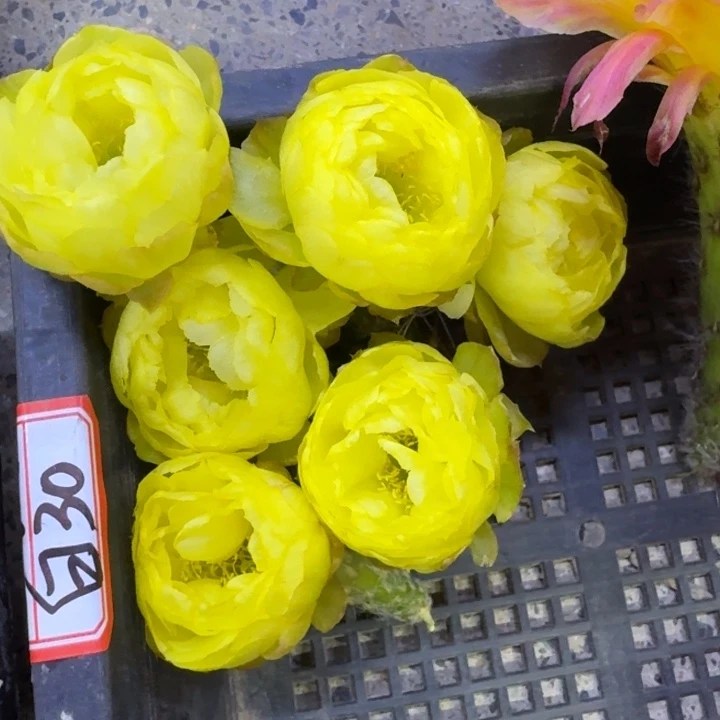 24丽花黄水晶歪3公分左右无根侧牙，20包邮