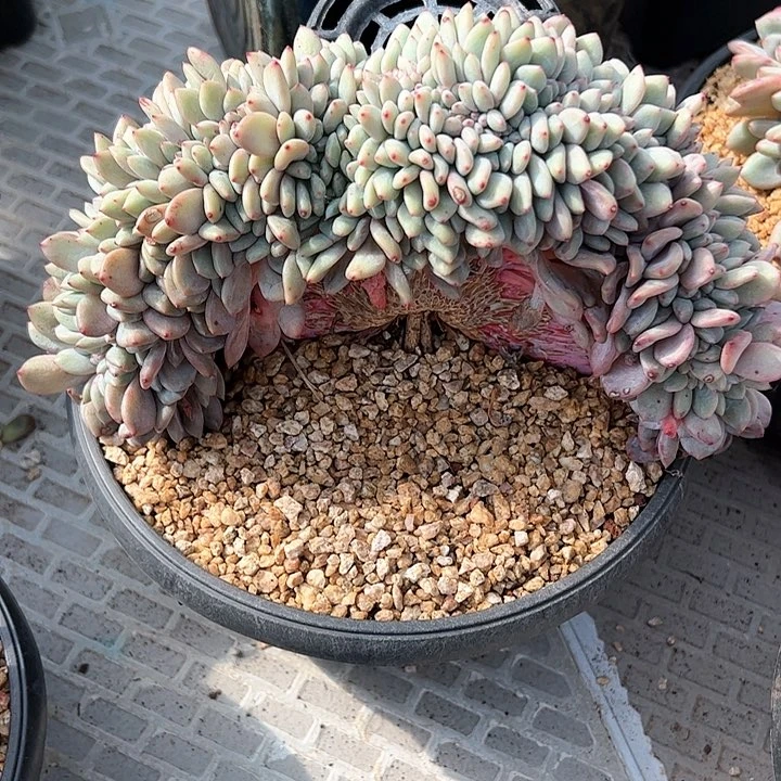 【闪购商品】爱丽额缀