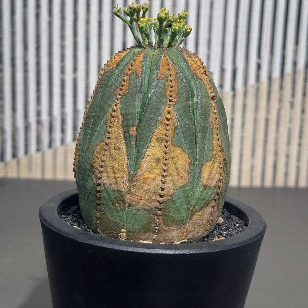 欧系实生精品布纹球xmmmmmmm