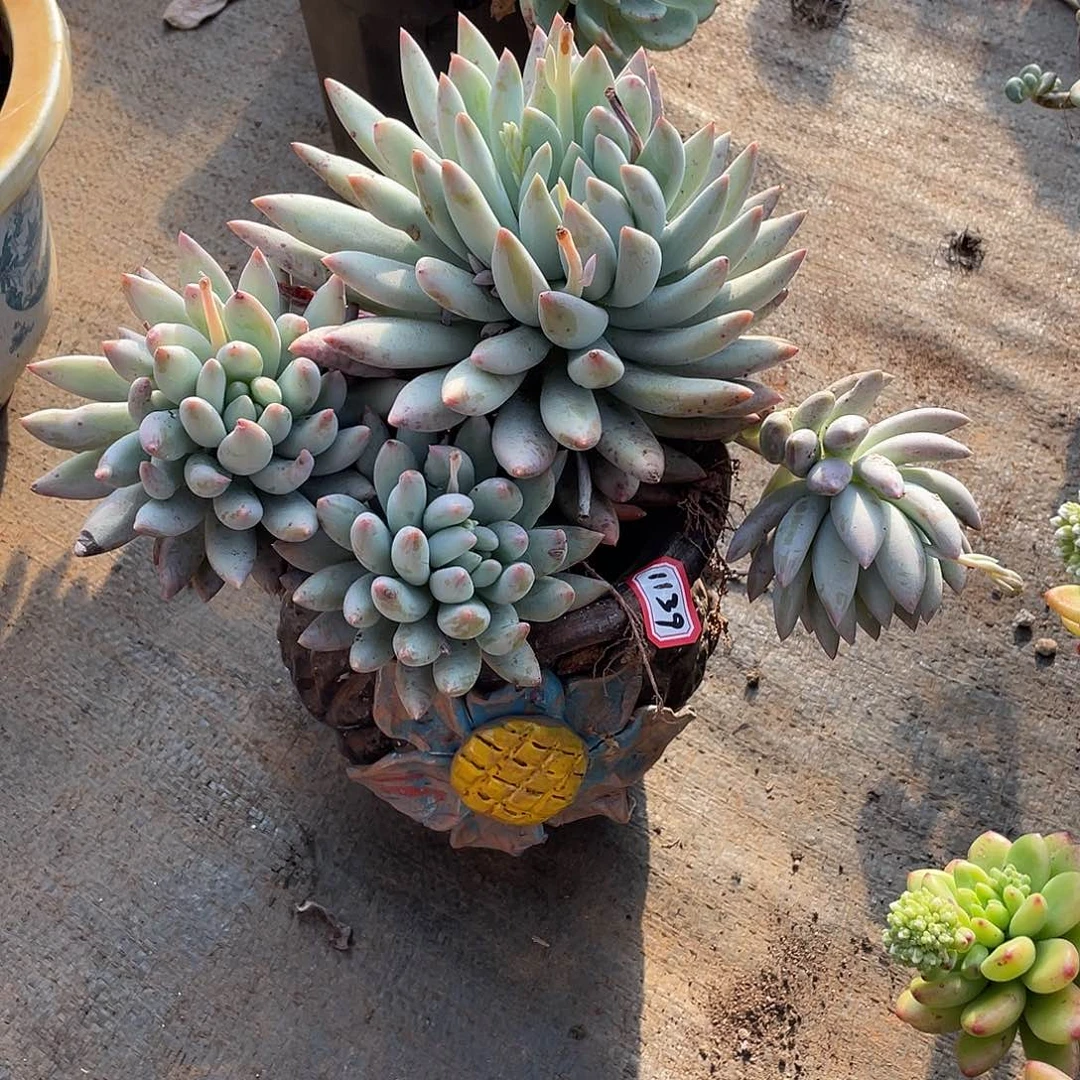 1139所罗门 一物一拍多肉