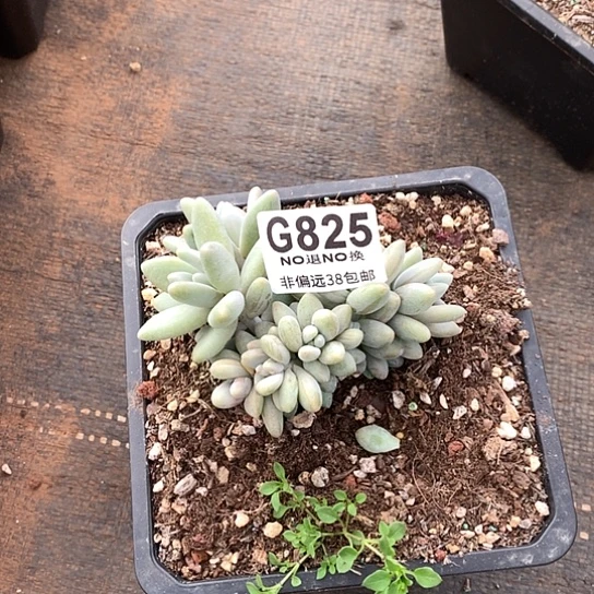 白兰地825 全场处理默认微瑕7-8天发货