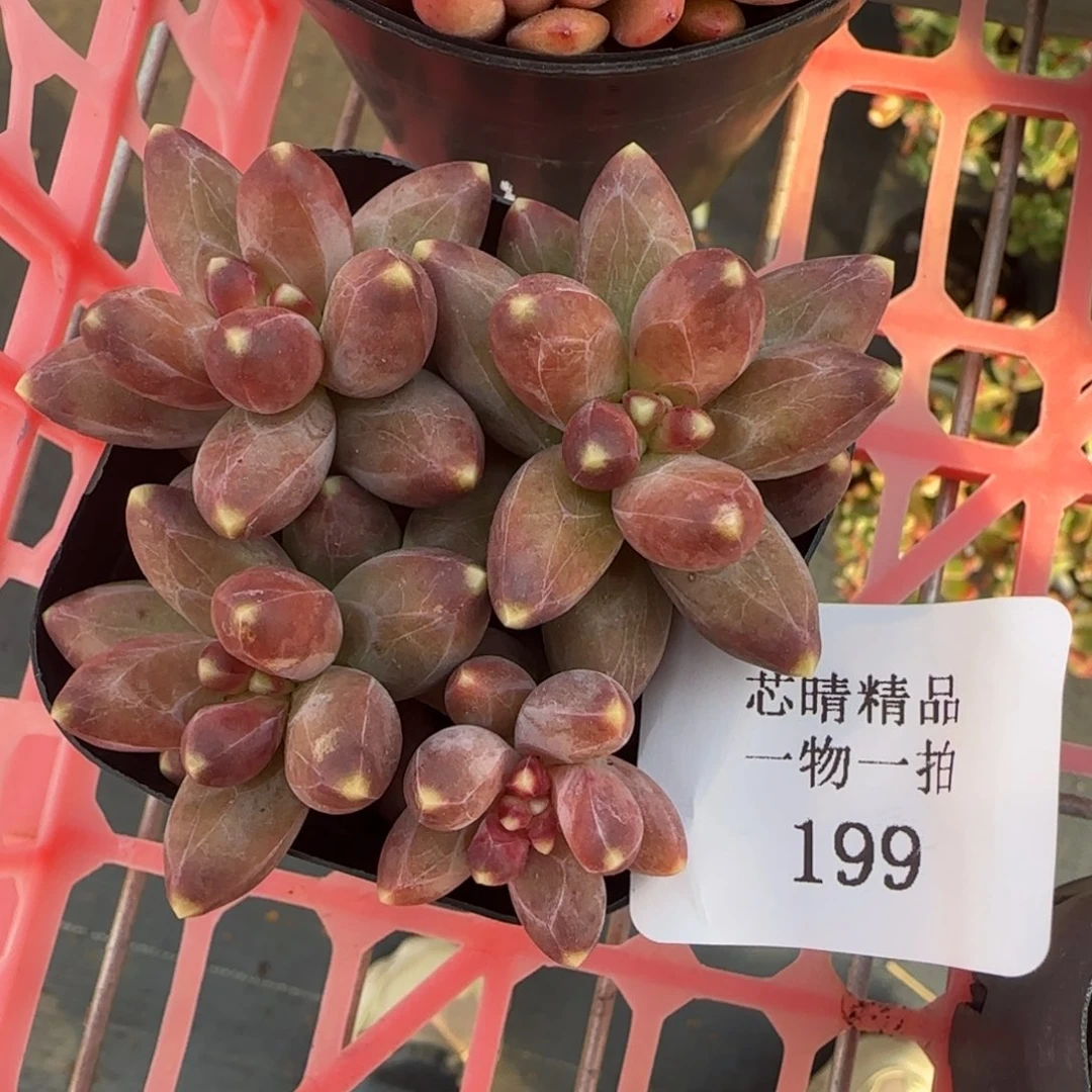 闪购精品多肉199号