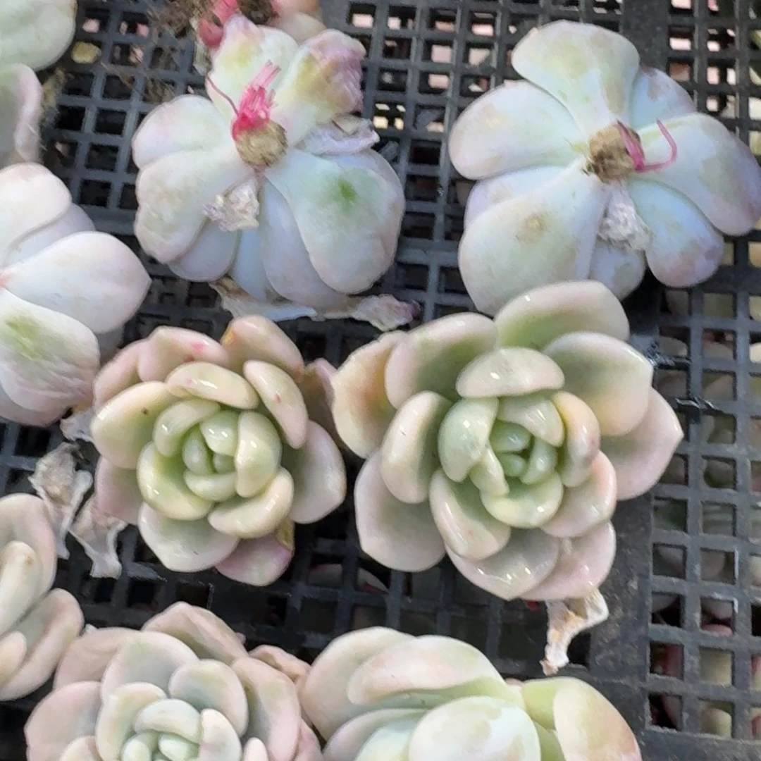 宽锦橙梦露量拍，多肉锦