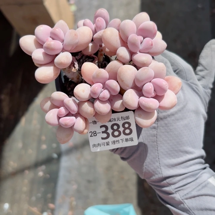 桃蛋无盆土发货多肉多肉无