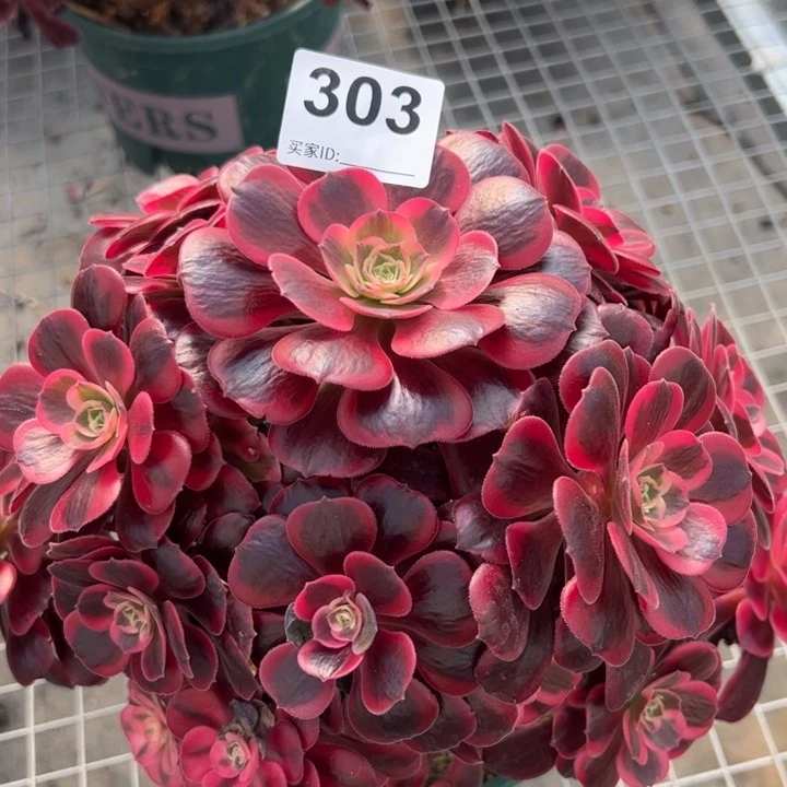 303凤冠22厘米左右有断枝